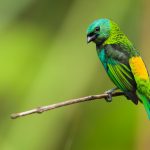 Gustavo Pedro | Fotografia de Natureza | Espaço Foto Contemporânea | Cursos de Fotografia e Arte | Rio de Janeiro | RJ